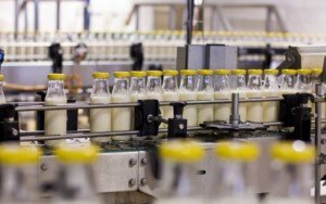 Milchproduktion